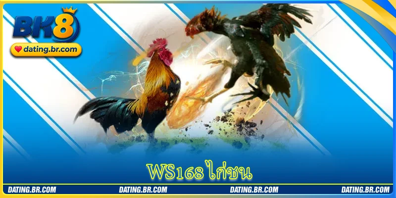 WS168 ไก่ชน - แพลตฟอร์มเกมที่ถ่ายทอดสดการแข่งขันไก่ชนสุดมันส์