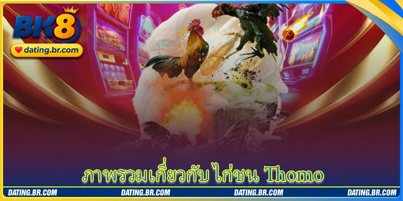 ภาพรวมเกี่ยวกับ ไก่ชน Thomo