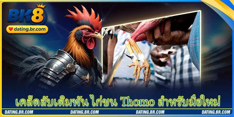 เคล็ดลับเดิมพัน ไก่ชน Thomo สำหรับมือใหม่