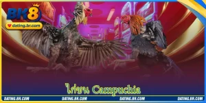 ไก่ชน Campuchia - สนามไก่ชนชื่อดังกับการแข่งขันที่เร้าใจ