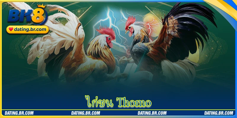 ไก่ชน Thomo - สนามไก่ชนชื่อดังกับการต่อสู้สุดดุเดือด